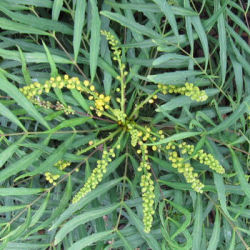 Mahonia sin espinas 'Soft caress'